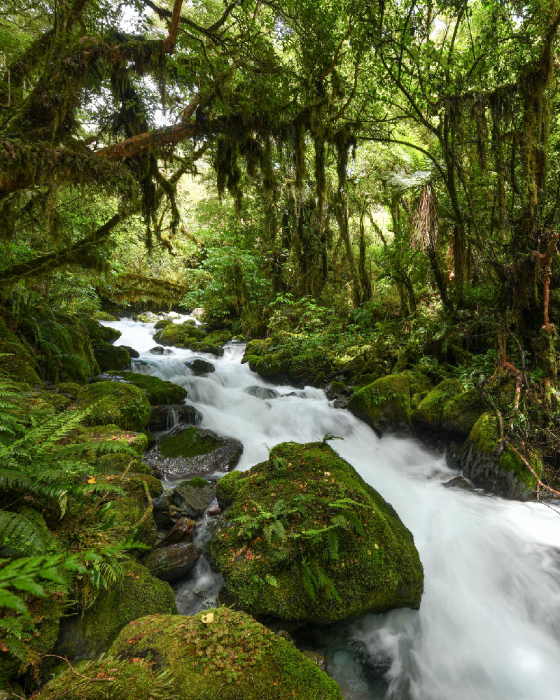 A picturesque stream running through the ferns and trees