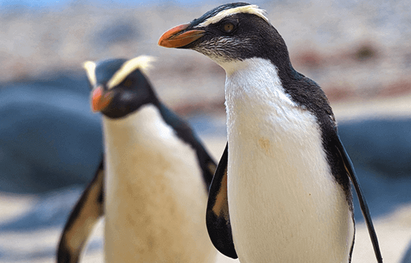 Close up of two Fiordland Crested penguins or Tawaki