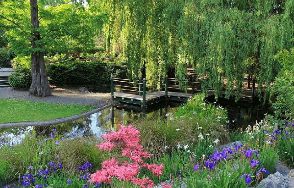Idyllic waterway with pink and blue flowers in the foreground and bridge crossing the waterway at Queens Park Invercargill